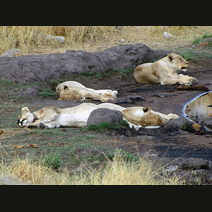 Etosha - Leonesse