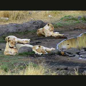 Etosha - Leonesse