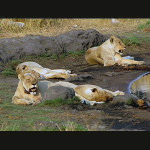Etosha - Lionesses