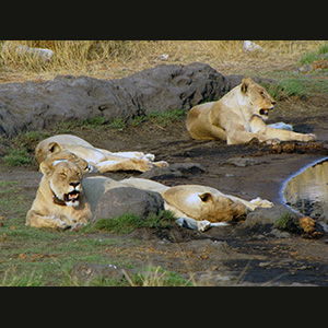 Etosha - Leonesse