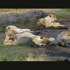 Etosha - Leonesse