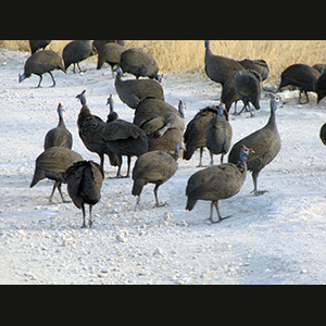 Etosha - Faraone