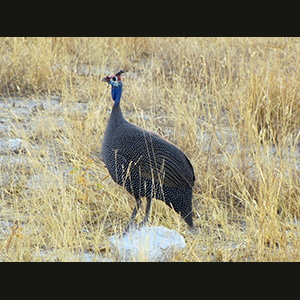 Etosha - Faraona