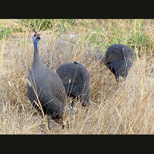 Etosha - Faraone