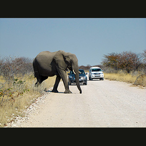 Etosha - Elefante