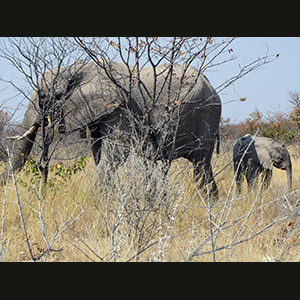 Etosha - Elefanti