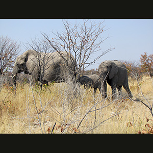 Etosha - Elefanti