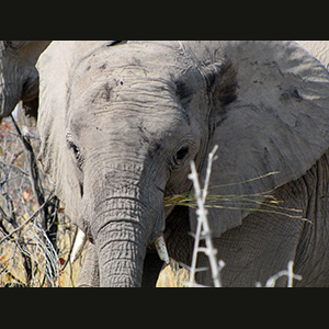 Etosha - Elefante