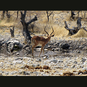 Etosha - Impala