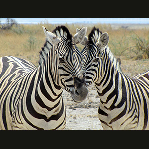 Etosha - Zebre