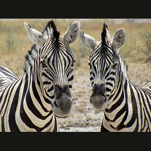 Etosha - Zebre