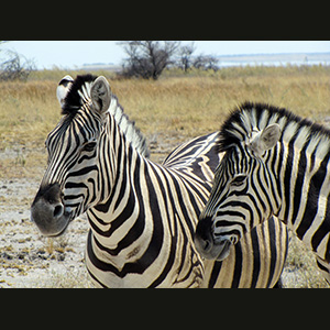 Etosha - Zebre