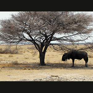 Etosha - Gnu