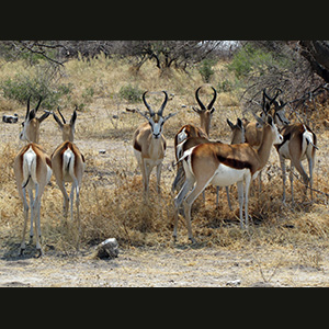 Etosha - Springboks