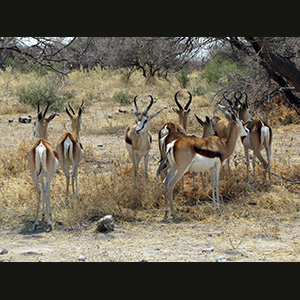 Etosha - Springboks