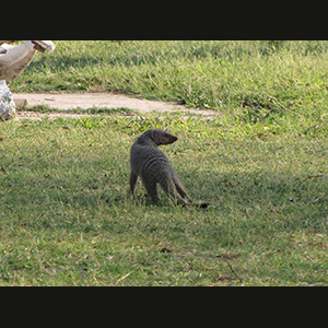Etosha - Mangosta