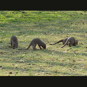 Etosha - Mongooses