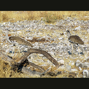 Etosha