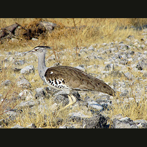 Etosha