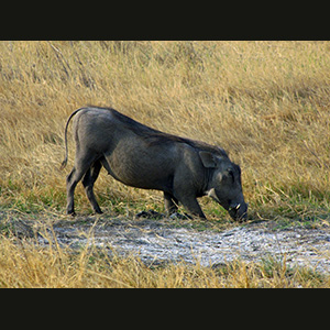 Etosha - Cinghiale