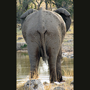 Etosha - Elefante