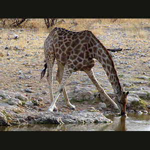 Etosha - Giraffa