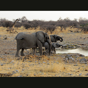 Etosha - Elefante