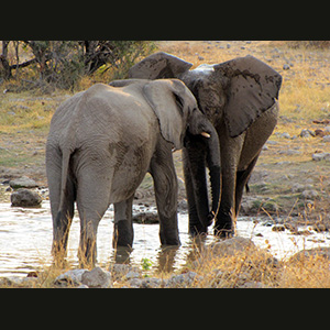 Etosha - Elefante