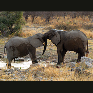 Etosha - Elefante