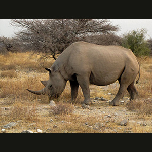 Etosha - Rinoceronte