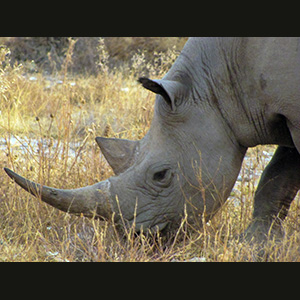 Etosha - Rinoceronte