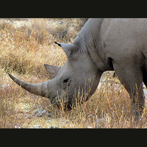 Etosha - Rinoceronte