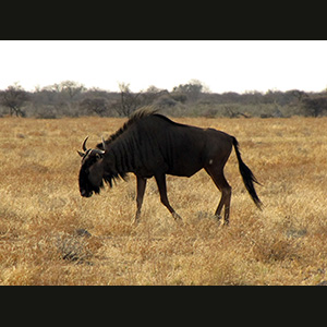 Etosha - Gnu