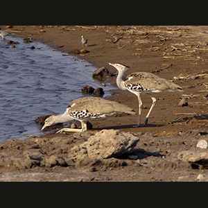 Etosha