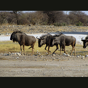Etosha - Wildebeest