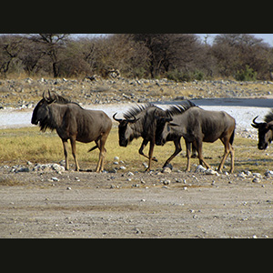 Etosha - Gnu