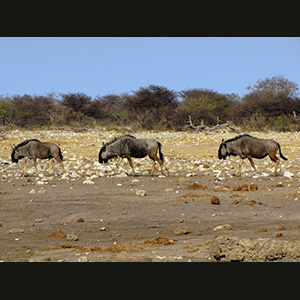 Etosha - Gnu