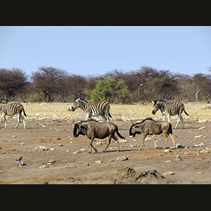 Etosha - Wildebeest and zebra