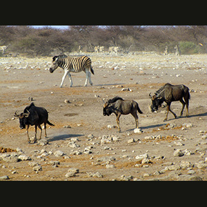 Etosha - Wildebeest and zebra