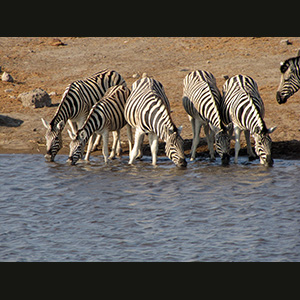 Etosha - Zebre