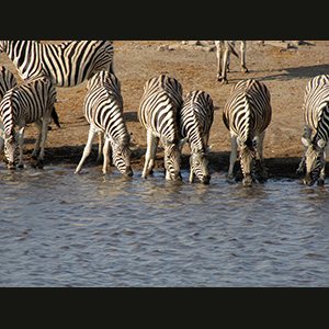 Etosha - Zebras