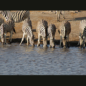 Etosha - Zebre