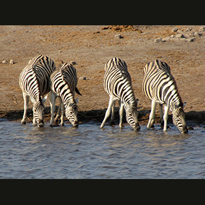 Etosha - Zebre