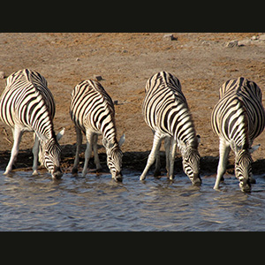 Etosha - Zebre