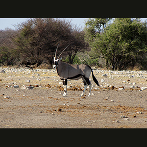 Etosha - Orice