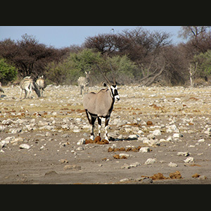 Etosha - Orice