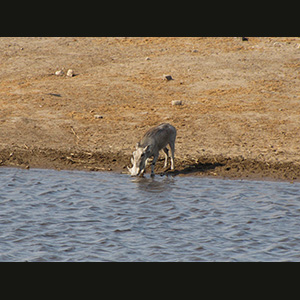 Etosha - Cinghiale