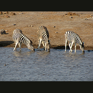 Etosha - Zebre