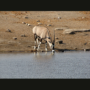 Etosha - Orice