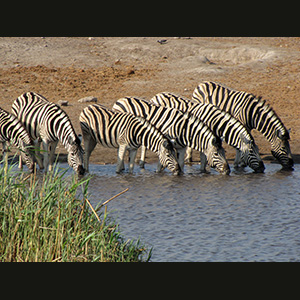 Etosha - Zebre